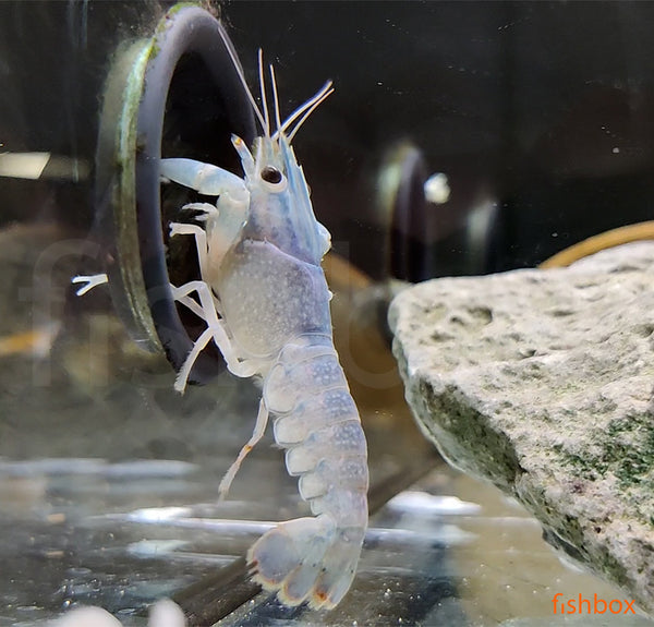 Cherax quadricarinatus - rdečeškarjevec / Red Claw Crayfish - fishbox