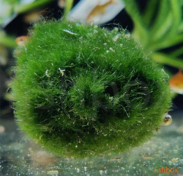 Aegagropila linnaei; Cladophora, moss ball - fishbox