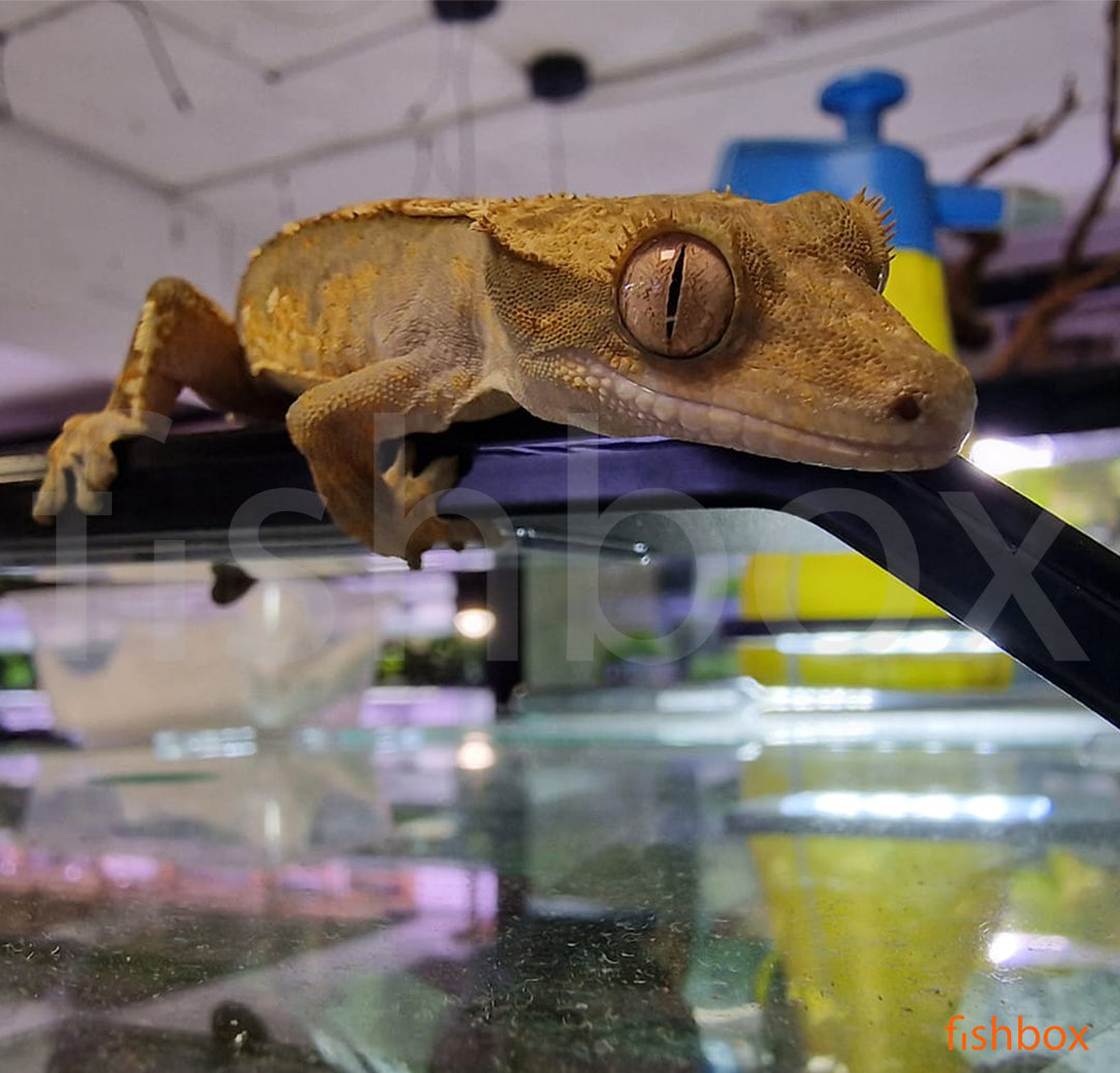 Correlophus ciliatus - grebenasti gekon / crested gecko - fishbox