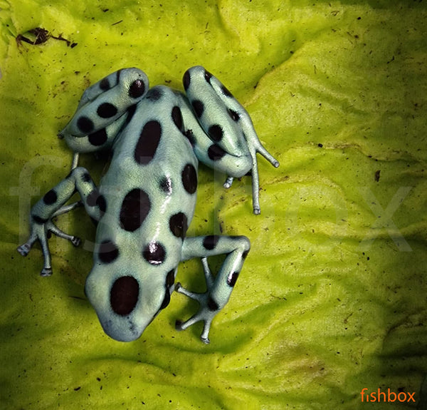 Dendrobates auratus / Green and black poison dart frog - fishbox