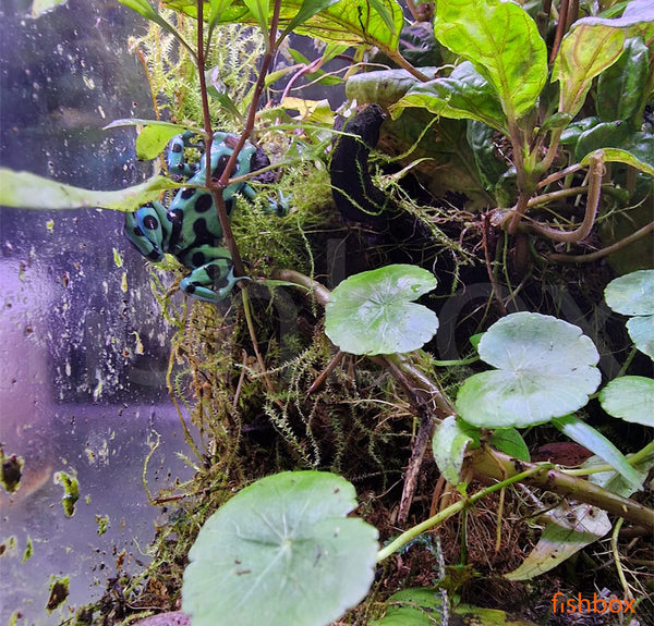 Dendrobates auratus / Green and black poison dart frog - fishbox