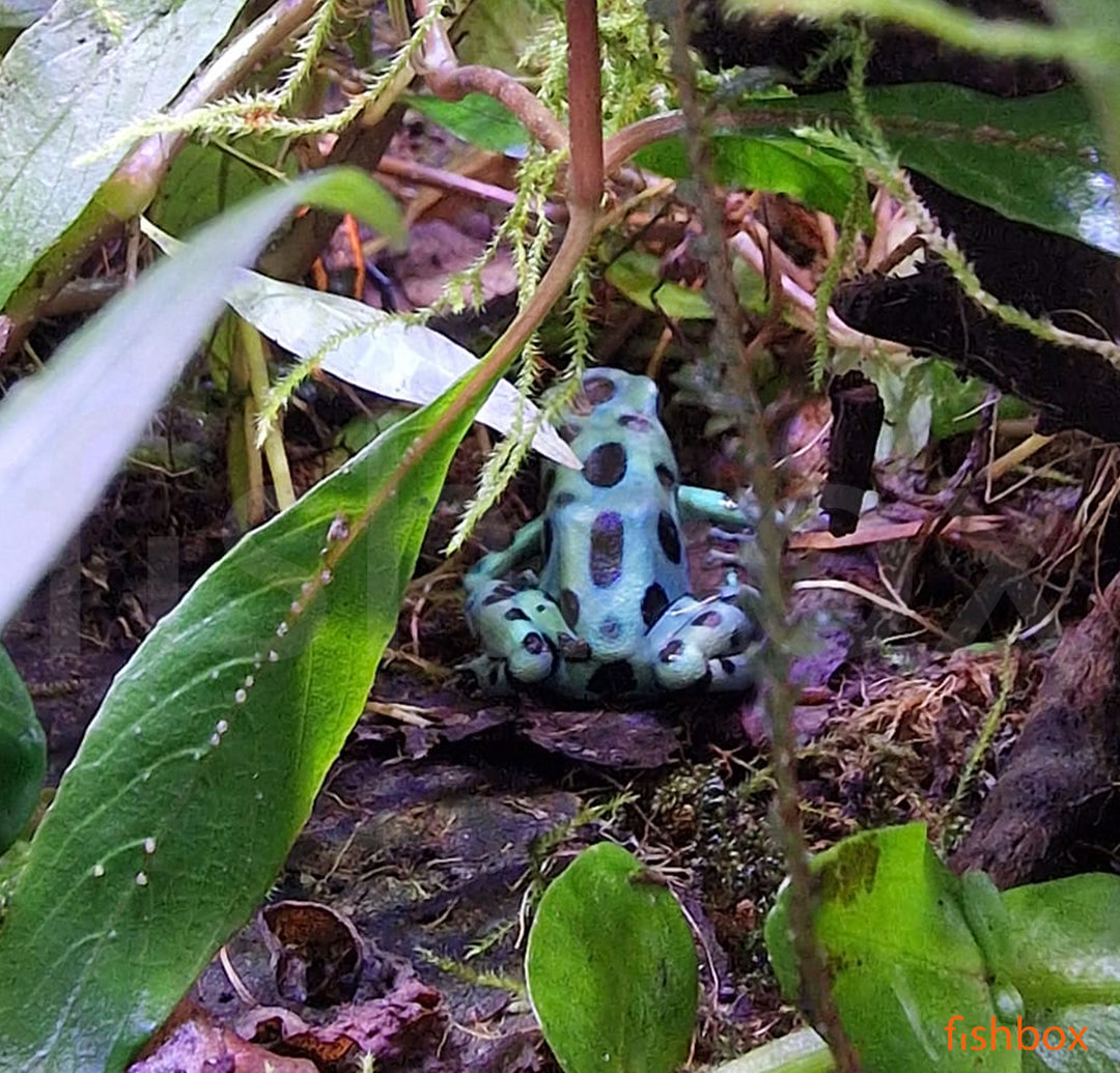 Dendrobates auratus / Green and black poison dart frog - fishbox