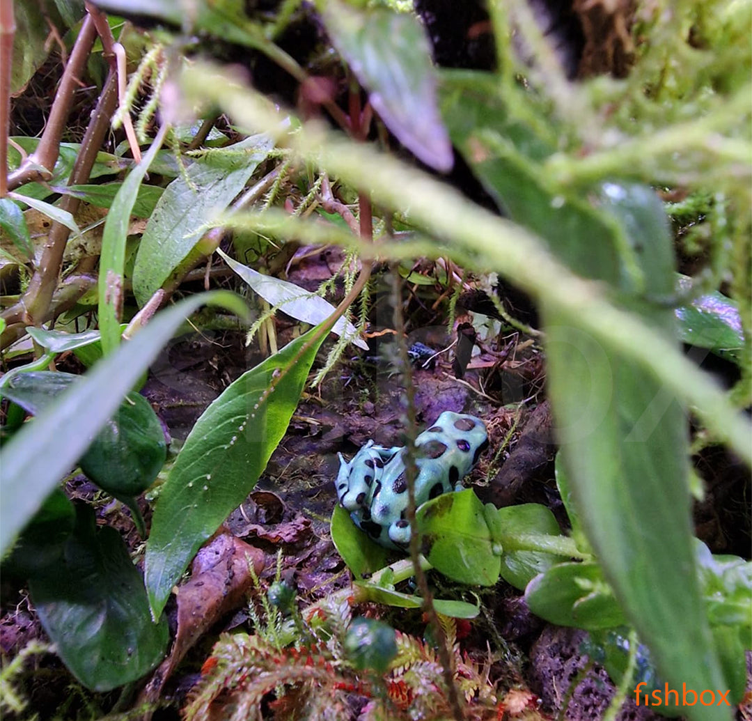 Dendrobates auratus / Green and black poison dart frog - fishbox