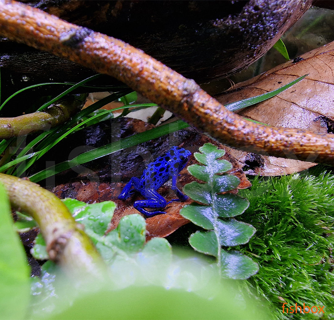 Dendrobates t. 