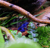 Dendrobates t. "azureus" - fishbox