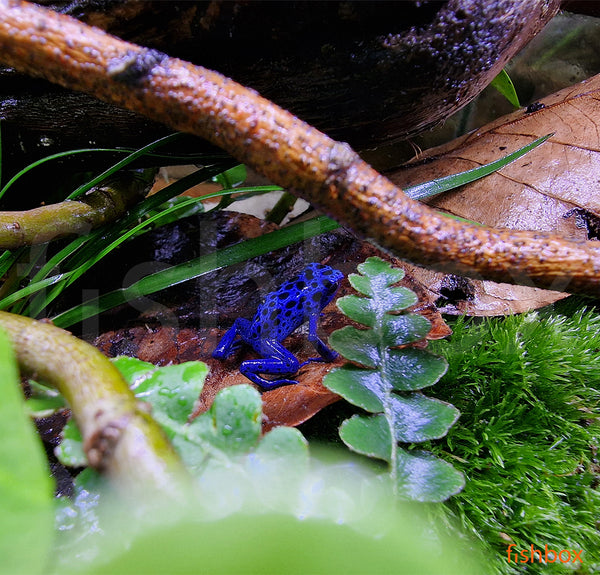 Dendrobates t. "azureus" - fishbox