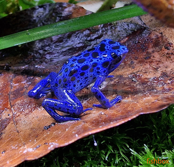 Dendrobates t. "azureus" - fishbox