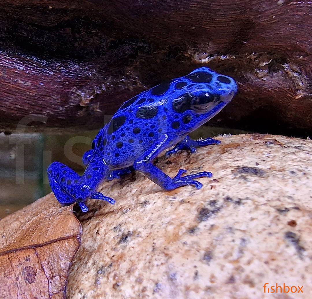 Dendrobates t. 