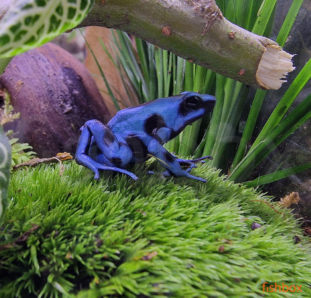 Dendrobates auratus / Poison dart frog BLUE - fishbox