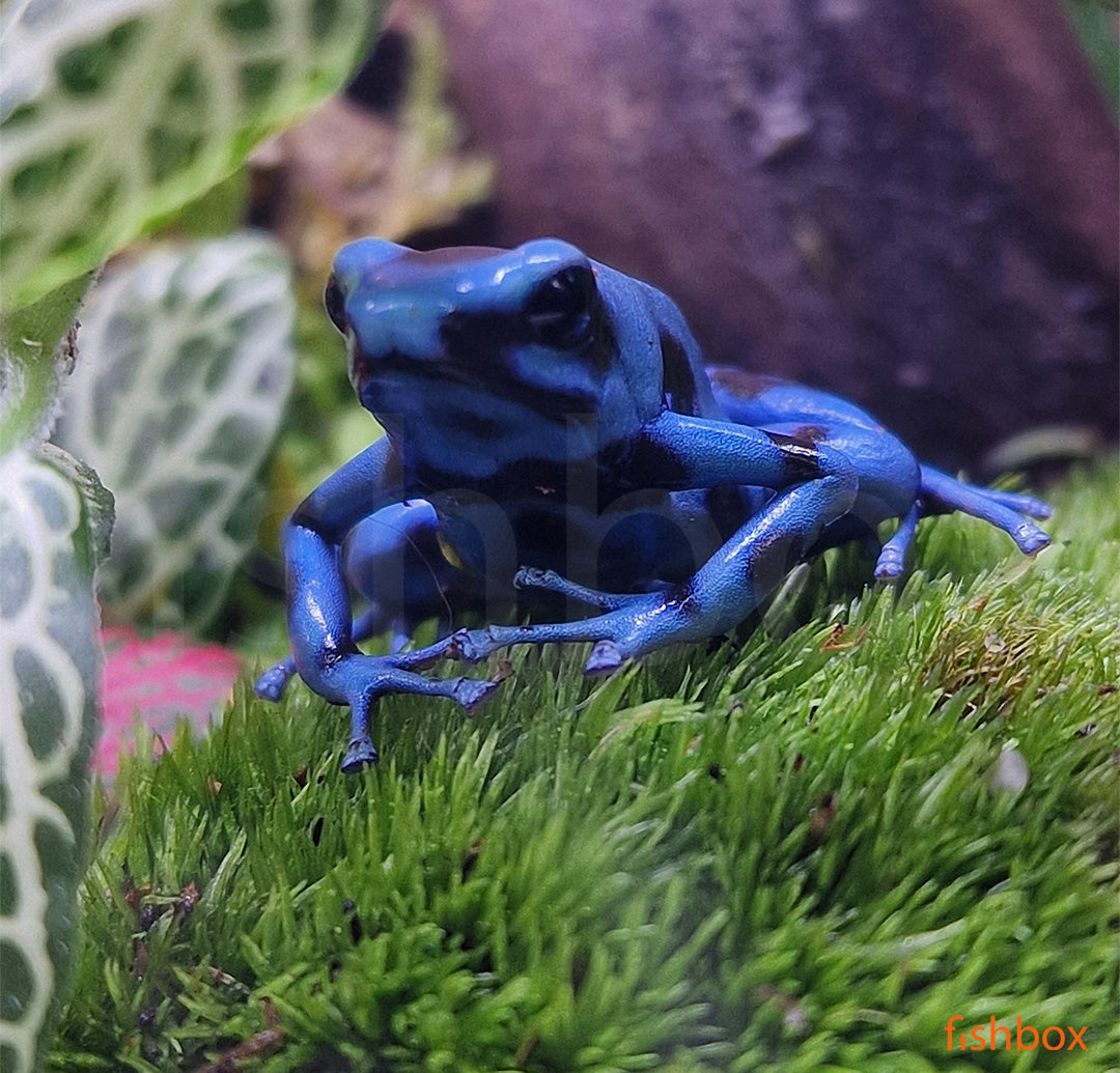 Dendrobates auratus / Poison dart frog BLUE - fishbox