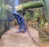 Dendrobates auratus / Poison dart frog BLUE - fishbox