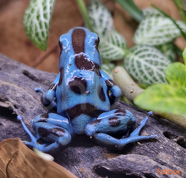 Dendrobates auratus / Poison dart frog BLUE - fishbox