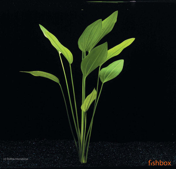 Echinodorus argentinensis, XXL - fishbox