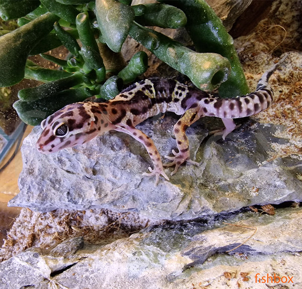 Eublepharis macularius - leopardji gekon /Leopard Gecko - fishbox