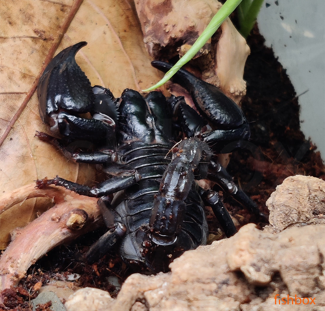 Heterometrus silenus / Vietnamese forest spirit scorpion - fishbox
