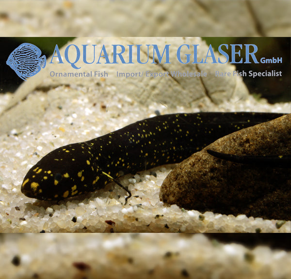 Lepidosiren paradoxa / South American lungfish - fishbox