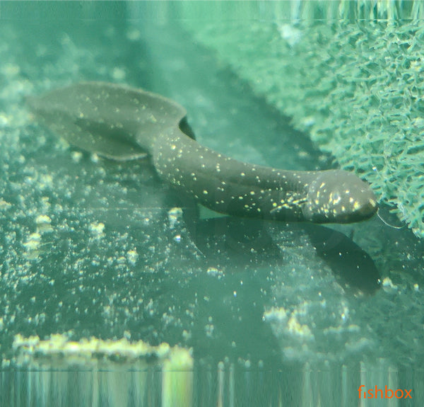 Lepidosiren paradoxa / South American lungfish - fishbox