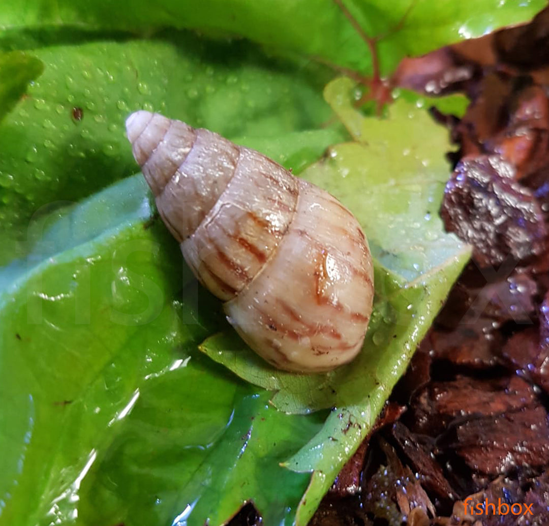 Limicolaria flammea