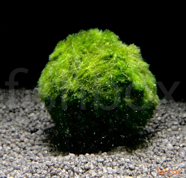 Cladophora, Marimo moss ball - fishbox