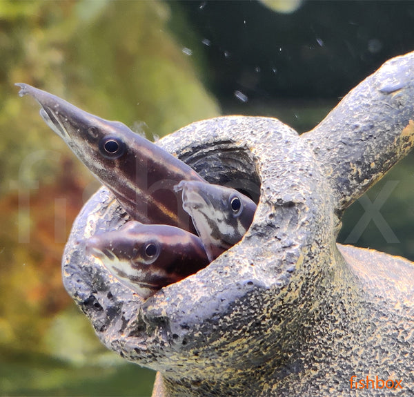 Mastacembelus erythrotaenia / Fire Eel - fishbox