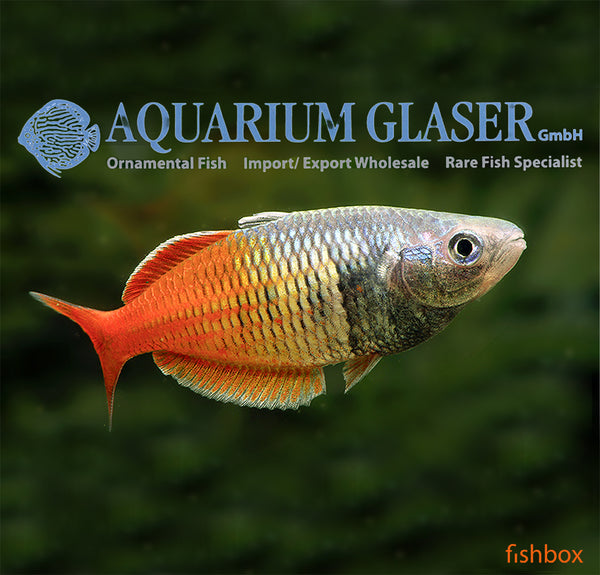 Melanotaenia boesemani - boesemanova mavričarka / Boeseman's rainbowfish - fishbox