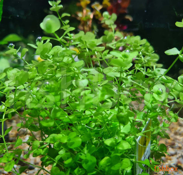 Micranthemum umbrosum - fishbox