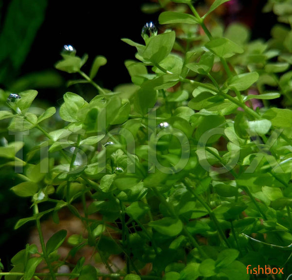 Micranthemum umbrosum - fishbox