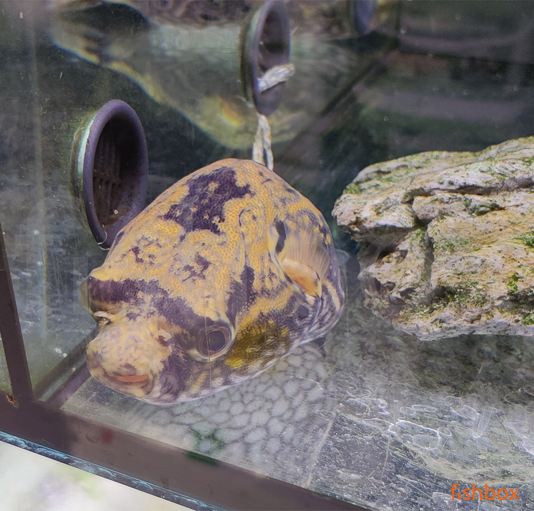 Pao palembangensis / Humpback Puffer - fishbox