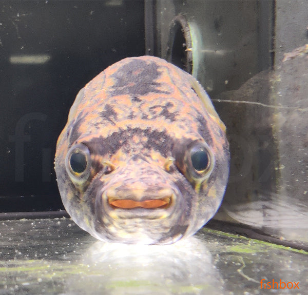 Pao palembangensis / Humpback Puffer