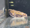 Pao palembangensis / Humpback Puffer - fishbox