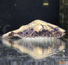 Pao palembangensis / Humpback Puffer - fishbox