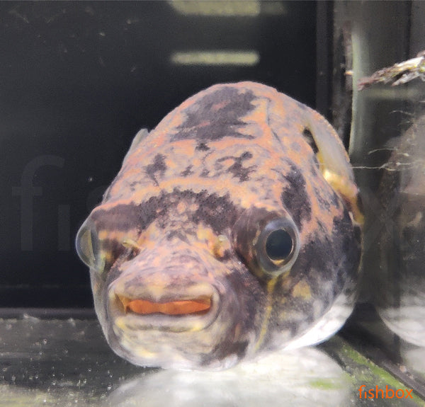 Pao palembangensis / Humpback Puffer - fishbox