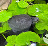 Pelomedusa subrufa / African helmeted turtle