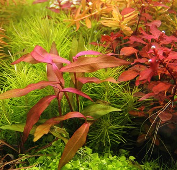 Persicaria sp. ´Sao Paulo'