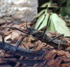 Peruphasma schultei - vražji paličnjak / Black Beauty Stick Insect