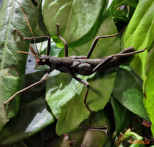 Peruphasma schultei - vražji paličnjak / Black Beauty Stick Insect
