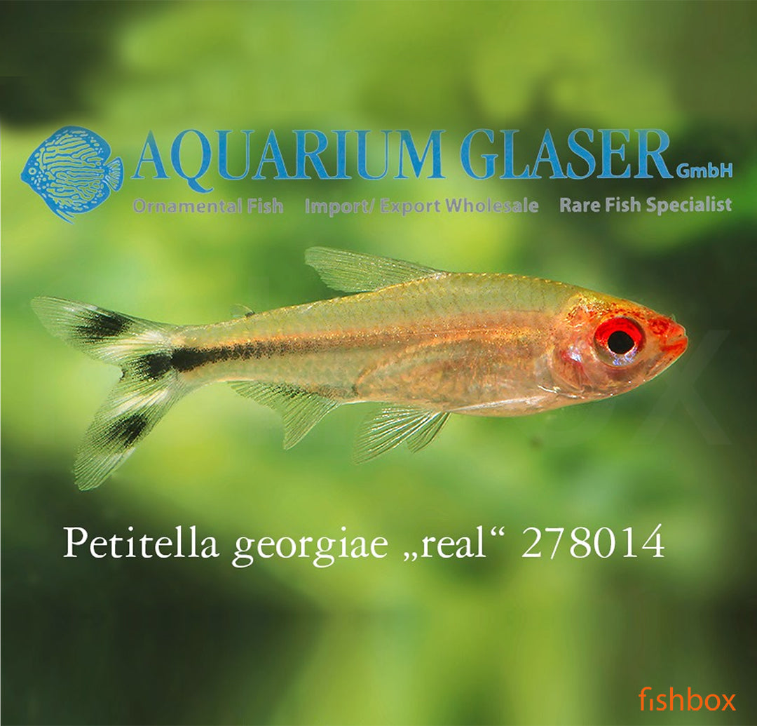 Petitella georgiae / False Rummy-nose - fishbox