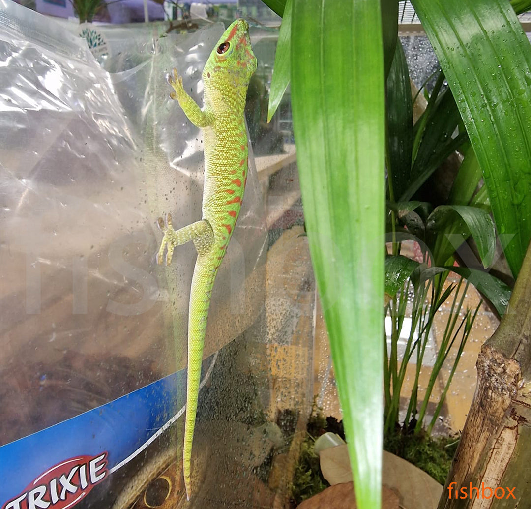 Phelsuma grandis - Veliki madagaskarski dnevni gekon / Madagascar giant day gecko - fishbox