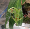 Phelsuma grandis - Veliki madagaskarski dnevni gekon / Madagascar giant day gecko - fishbox