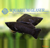 Poecilia sphenops – pikčasti moli / Black Molly - fishbox