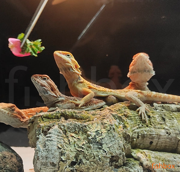 Pogona vitticeps - bradata agama / Bearded Dragon - fishbox