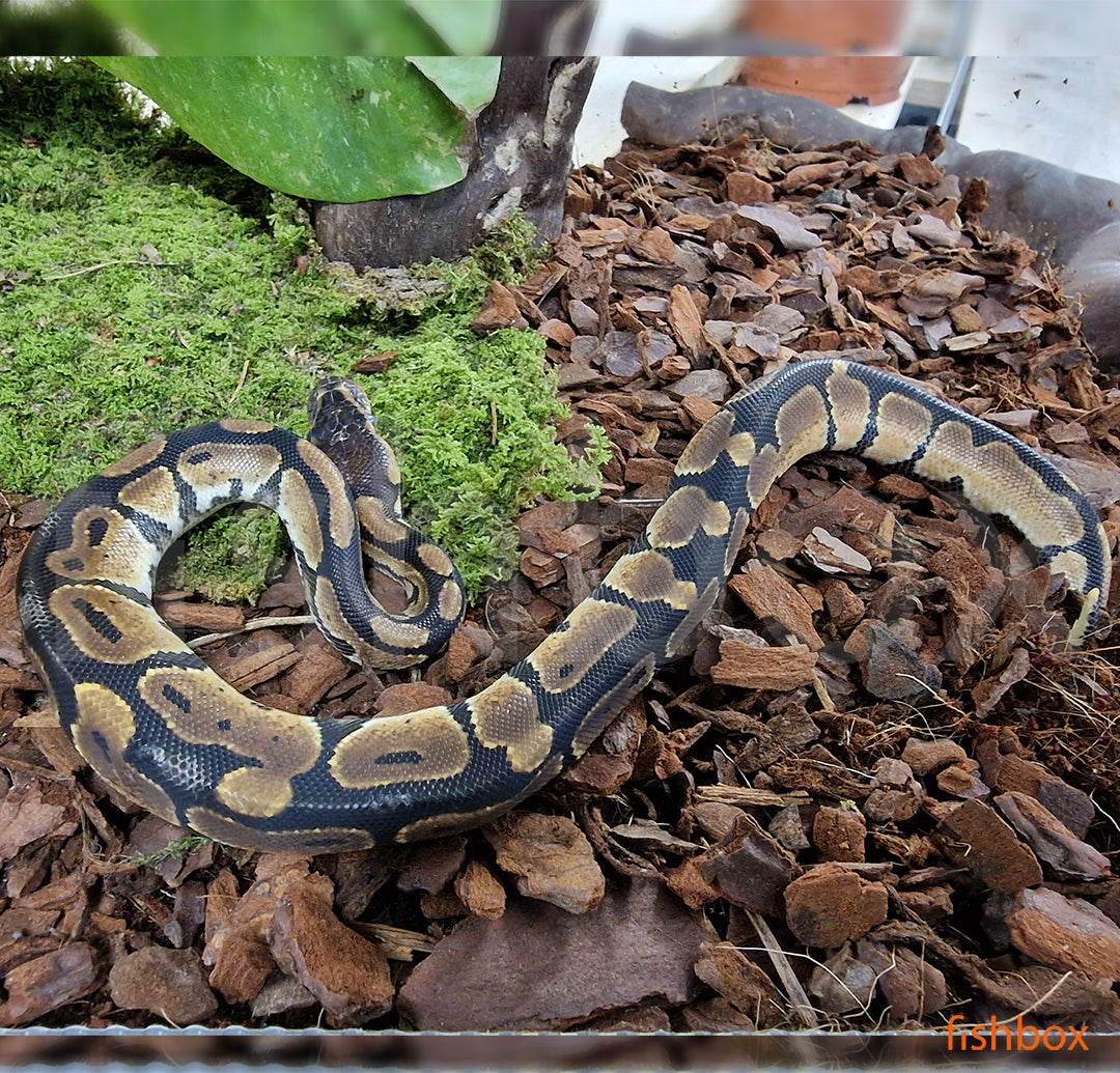 Python regius - kraljevi piton / Ball python - fishbox