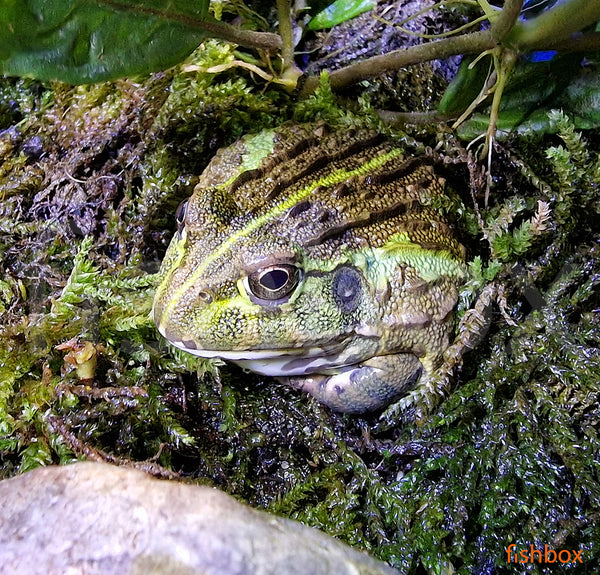 Pyxicephalus adspersus - afriška orjaška krastača / Africanbullfrog - fishbox