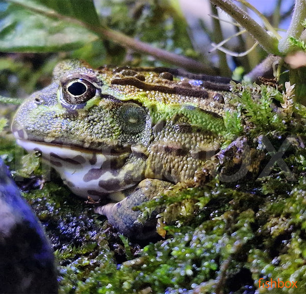 Pyxicephalus adspersus - afriška orjaška krastača / Africanbullfrog - fishbox