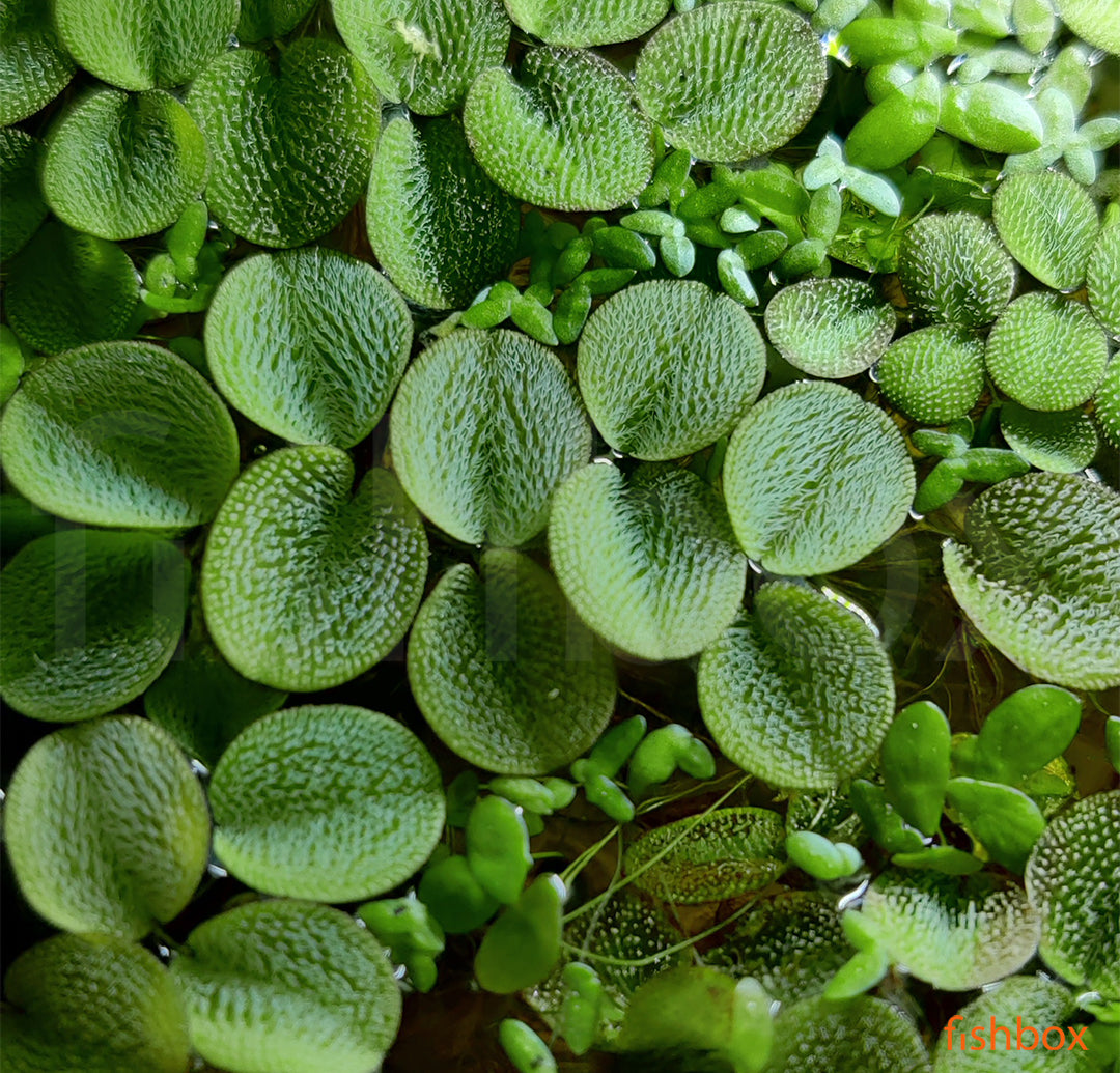 Salvinia auriculata - fishbox