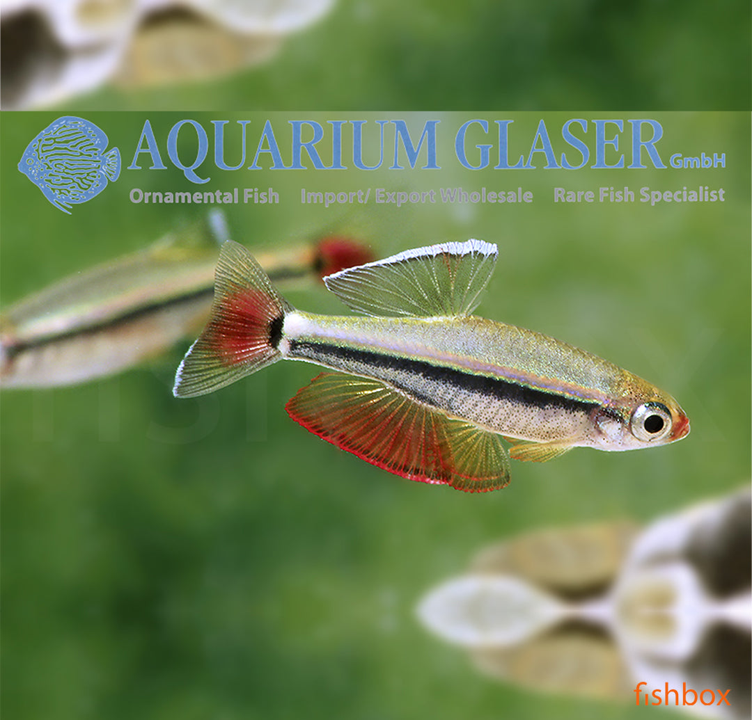 Tanichthys micagemmae - vietnamska kardinalka / Vietnamese Cardinal Minnow - fishbox