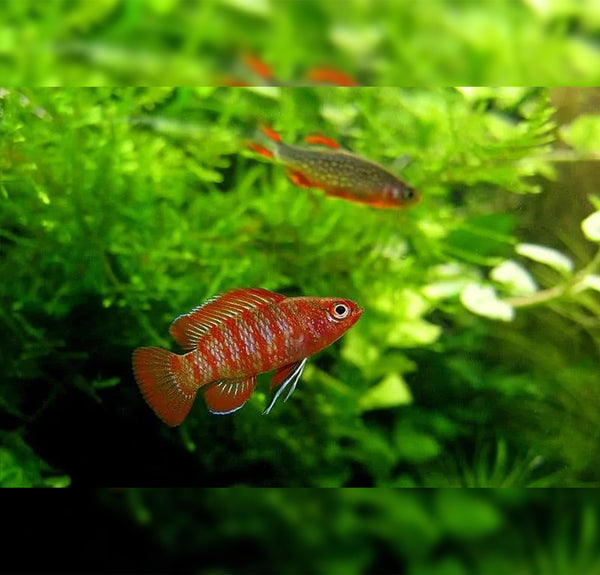 Dario dario - nandidski ostrižnik / Scarlet Badis