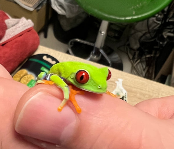 Agalychnis callidryas - Rdečeoka drevesna žaba / Red-Eyed Tree Frog