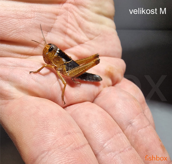 Kobilice /Locusts/ - fishbox