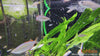 Melanotaenia praecox - neonska mavričarka / Neon Dwarf Rainbowfish - fishbox